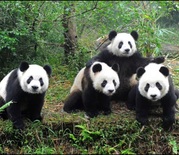 Panda Bären Logo