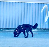 ValKK Tunnistusetsintä Logo