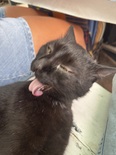 Katze logo