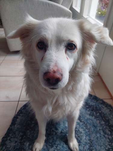 Franco