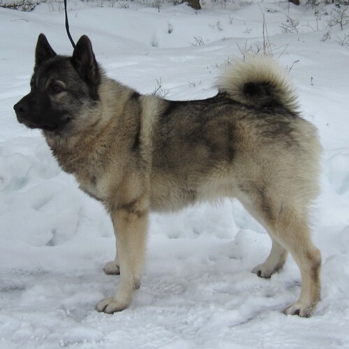 Kari Hintikka ja Nalli