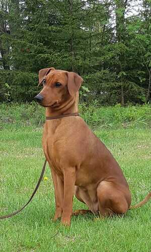 kirsi Kiuru ja Tilli