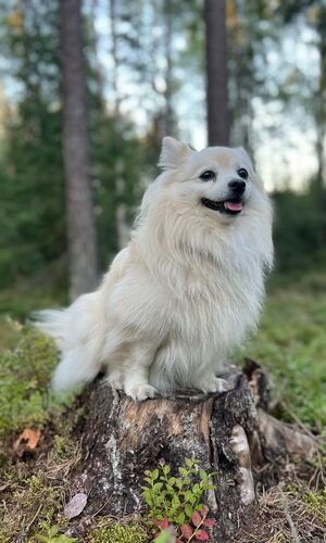 Juha Närhi
