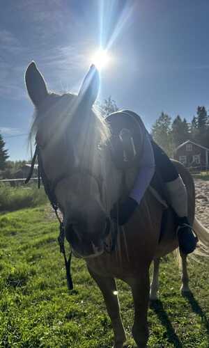 Minja Kauppila
